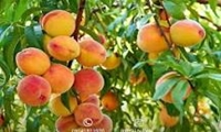 بروجرد در زمینه تولید هلو رتبه اول را در لرستان دارد